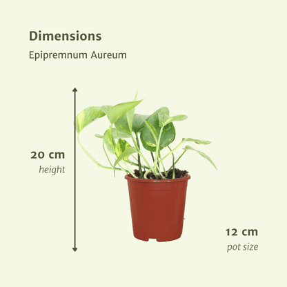 Kamerplant 4x Epipremnum Aureum (Scindapsus) - Pot Ø 12cm Hoogte ↕ 20cm