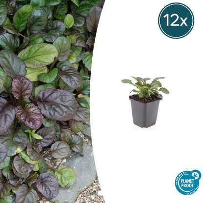 Buitenplant 12x Ajuga reptans 'Catlin's Giant' - Pot Ø 9cm Hoogte ↕ 10-25cm