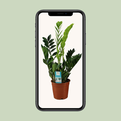 Kamerplant - Zamioculcas Zamiifolia - Pot Ø 17cm Hoogte ↕ 65cm