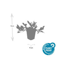 Buitenplant 48x Persicaria aff. 'Darjeeling Red' - Bloeiend - Pot Ø 9cm Hoogte ↕ 10-25cm