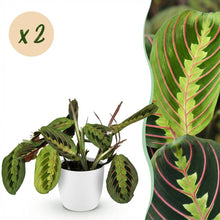 Kamerplant 2x Maranta Fascinator Tricolour - Gebedsplant - Pot Ø 12cm Hoogte ↕ 25cm