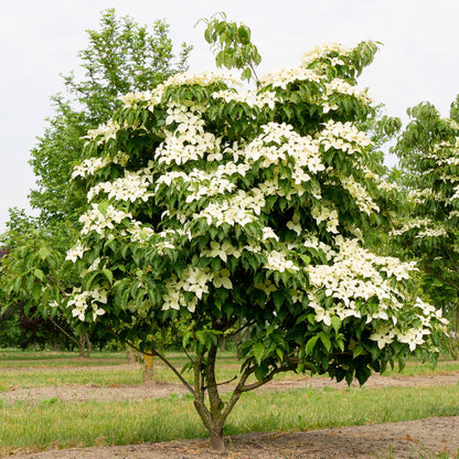 Buitenplant 3x Cornus kousa chinensis - Bloeiend - Pot Ø 12cm Hoogte ↕ 35cm