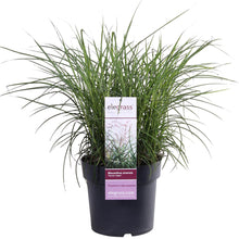 Buitenplant - Miscanthus sinensis Ferner Osten - Pot Ø 23cm Hoogte ↕ 60cm