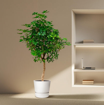 XL kamerplant - Schefflera op stam - Pot Ø 40cm Hoogte ↕ 200cm