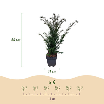 Buitenplant 6x Taxus baccata - Haagplant - Pot Ø 17cm Hoogte ↕ 60cm