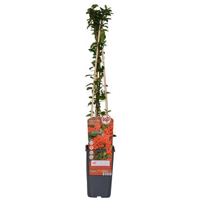 Buitenplant 4x Pyracantha coccinea 'Red Column' - Pot Ø 15cm Hoogte ↕ 65cm