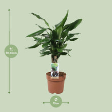 Kamerplant - Dracaena Fragrans 'Steudneri Green' - Pot Ø 17cm Hoogte ↕ 55cm