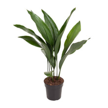Kamerplant - Aspidistra Elatior - Pot Ø 17cm Hoogte ↕ 70cm
