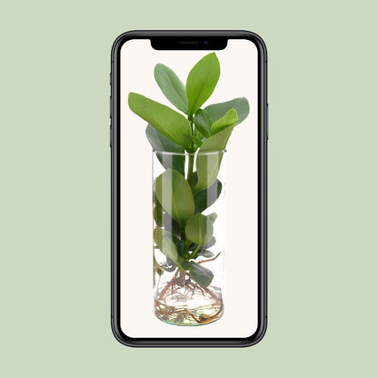 Kamerplant - Clusia In Cylinder Glas - Pot Ø 12cm Hoogte ↕ 30cm