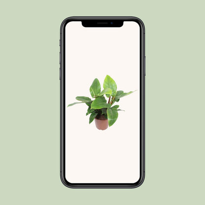 Kamerplant - Philodendron Imperial Green - Pot Ø 27cm Hoogte ↕ 80cm