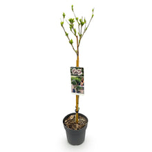Buitenplant - Hibiscus syriacus Starburst Chiffon® op stam - Winterhard - Bloeiend - Pot Ø 19cm Hoogte ↕ 90cm