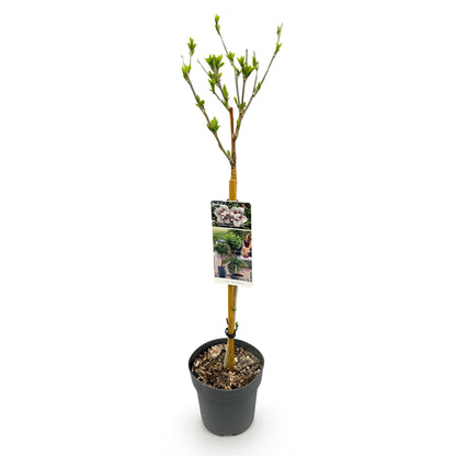 Buitenplant - Hibiscus syriacus Starburst Chiffon® op stam - Winterhard - Bloeiend - Pot Ø 19cm Hoogte ↕ 90cm