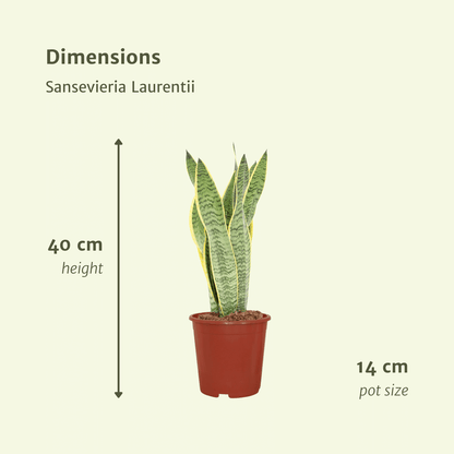 Kamerplant 2x Sansevieria Laurentii - Vrouwentong - Pot Ø 14cm Hoogte ↕ 40cm