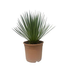 Buitenplant - Yucca Rostrata - Pot Ø 24cm Hoogte ↕ 60cm