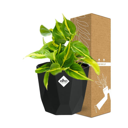 Kamerplant - Philodendron Scandens 'Brasil' - Pot Ø 14cm