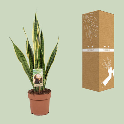 Kamerplant - Sansevieria Trifasciata Laurentii - Luchtzuiverend - Pot Ø 17cm Hoogte ↕ 60cm