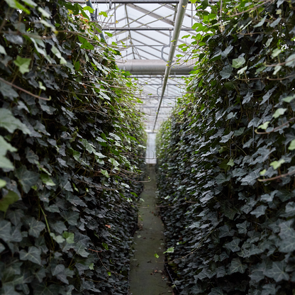 Buitenplant - Hedera hibernica - Klimop Gestokt - Hoogte ↕ 150-175cm