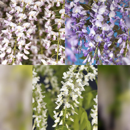Buitenplant 3x Wisteria floribunda Tricolour - Bloeiend - Pot Ø 11cm Hoogte ↕ 40cm