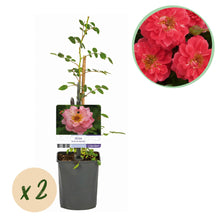 Buitenplant 2x Rosa Salmon Queen - Klimroos Bloeiend - Pot Ø 11cm Hoogte ↕ 40cm