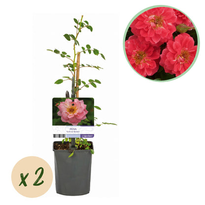 Buitenplant 2x Rosa Salmon Queen - Klimroos Bloeiend - Pot Ø 11cm Hoogte ↕ 40cm