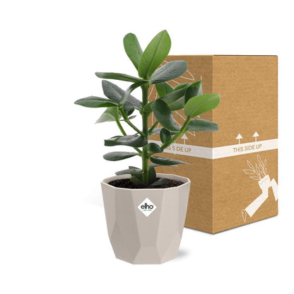 Kamerplant - Clusia Princess - Pot Ø 14cm