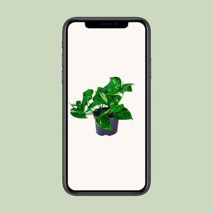 Kamerplant - Epipremnum Aureum - Pot Ø 12cm Hoogte ↕ 20cm