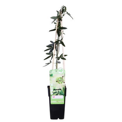 Buitenplant - Passiflora caerulea 'Constance Elliot' - Bloeiend - Pot Ø 15cm Hoogte ↕ 65cm