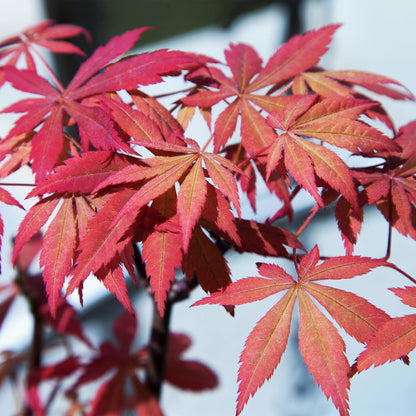 Buitenplant - Acer palmatum 'Sumi-nagashi' - Japanse Esdoorn - Pot Ø 19cm Hoogte ↕ 70cm