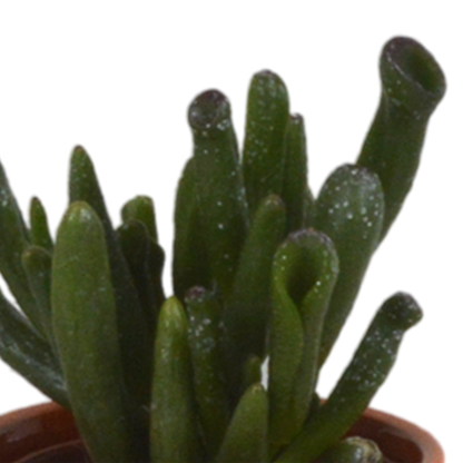 Kamerplant 5x Vetplanten mix - in Mexicaanse pot - Pot Ø 5.5cm