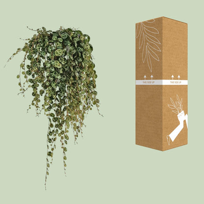 Kamerplant - Peperomia Prostrata - Pot Ø 11cm Hoogte ↕ 20cm