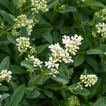 Buitenplant 8x Ligustrum ovalifolium - Groenblijvend - Pot Ø 9cm Hoogte ↕ 35-40cm