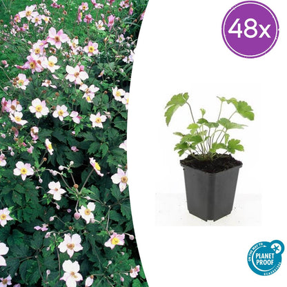 Buitenplant 48x Anemone tom. 'Robustissima' - Bloeiend - Pot Ø 9cm Hoogte ↕ 10-25cm