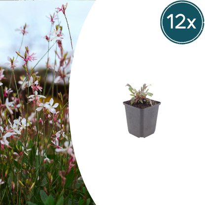 Buitenplant 12x Gaura lindheimeri 'Siskiyou Pink' - Bloeiend - Pot Ø 9cm Hoogte ↕ 10-25cm