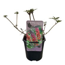 Buitenplant 3x Buddleja davidii 'Flower Power' - Bloeiend - Pot Ø 17cm Hoogte ↕ 30cm
