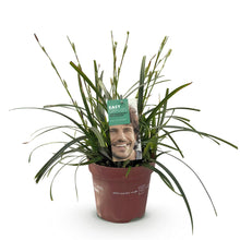 Buitenplant - Carex oshimensis 'Intense Green' - Groenblijvend - Winterhard - Pot Ø 17cm Hoogte ↕ 50cm
