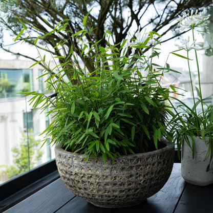 Buitenplant 2x Fargesia rufa - Bladhoudend - Niet Woekerend - Pot Ø 17cm Hoogte ↕ 60cm