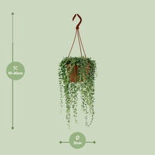 Kamerplant - Senecio Herreianus - Pot Ø 12cm Hoogte ↕ 20cm