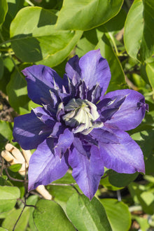 Buitenplant 4x Clematis 'Multi Blue' - Bloeiend - Pot Ø 15cm Hoogte ↕ 65cm