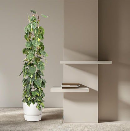 XL kamerplant - Philodendron Scandens Brasil - Gaasrek - Pot Ø 27cm Hoogte ↕ 160cm
