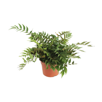 Kamerplant - Cyrtomium Fortunei Clivicola - Pot Ø 24cm Hoogte ↕ 45cm