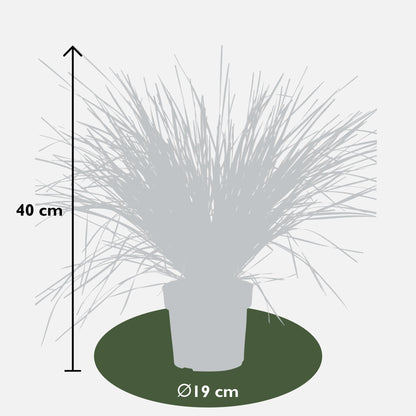 Buitenplant - Lomandra longifolia 'White Sands' - Winterhard - Pot Ø 19cm Hoogte ↕ 40cm