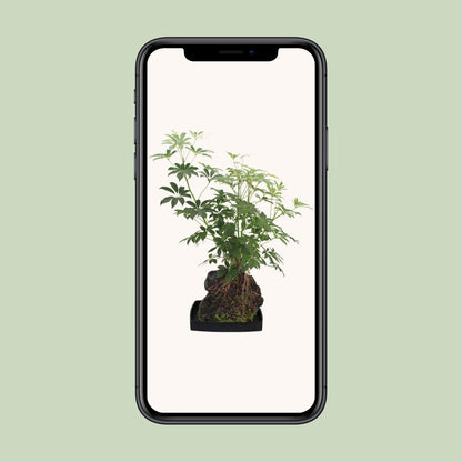 Kamerplant - Schefflera Arboricola - Pot Ø 40cm Hoogte ↕ 80cm