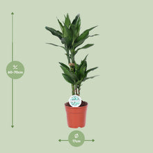 Kamerplant - Dracaena Janet Lind - Pot Ø 17cm Hoogte ↕ 70cm