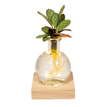 Kamerplant - Calathea in Glas met LED Verlichting - Pot Ø 12cm Hoogte ↕ 10cm