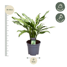 Kamerplant - Aglaonema Juliette - Pot Ø 12cm Hoogte ↕ 40cm