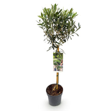 Buitenplant - Olea europaea op stam - Terrasboom - Winterhard - Pot Ø 19cm Hoogte ↕ 90cm