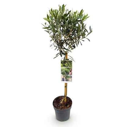 Buitenplant - Olea europaea op stam - Terrasboom - Winterhard - Pot Ø 19cm Hoogte ↕ 90cm