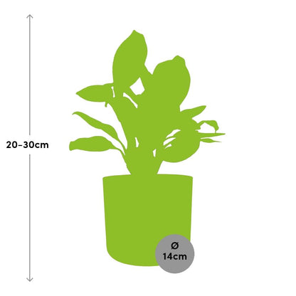 Kamerplant - Aglaonema Christina - Pot Ø 14cm