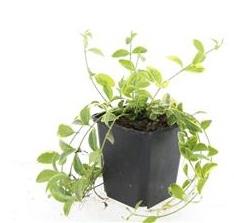 Buitenplant 24x Vinca minor 'Aureovariegata' - Bodembedekkend - Pot Ø 9cm Hoogte ↕ 10-25cm