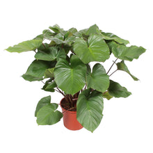 Kamerplant - Homalomena Rubescens 'Maggy' - Pot Ø 24cm Hoogte ↕ 100cm